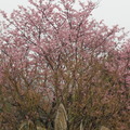 2010年萬里櫻花祭 - 3