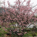 2010年萬里櫻花祭 - 5