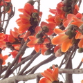 木棉花花團錦簇