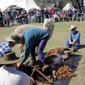 shaving the alpaca