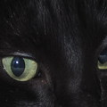 微距鏡頭的異想世界　看透內心深處的貓眼
