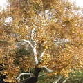 Autumn in Azusa park - 1