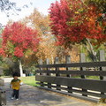 Autumn in Azusa park - 1