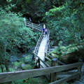 拉拉山神木區步道--大多以木梯築成為保護樹根