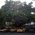 問了排班的計程車司機 老榕樹約60~70年
真的大樹好遮蔭
