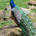 Peacock at S.F.Zo