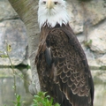 Eagle - S.F.Zoo