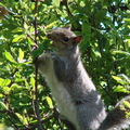 Squirrel at backyard- one of visitors