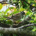 backyard visitor