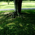 樹根