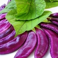 美麗的紫紅鵲豆.