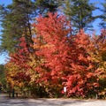 秋的色彩 - 1
