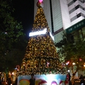 2010聖誕樹 - 1