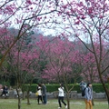 2012春花 - 5