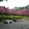 2012春花 - 3