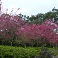 2012春花 - 1