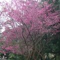 2012春花 - 3