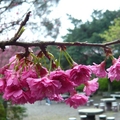 2012春花 - 2