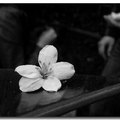 黑白油桐花 - 1