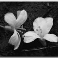 黑白油桐花 - 3