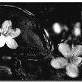 黑白油桐花 - 5