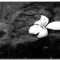 黑白油桐花 - 3