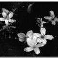 黑白油桐花 - 4