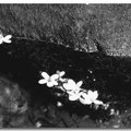黑白油桐花 - 5