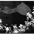黑白油桐花 - 4