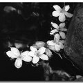 黑白油桐花 - 1
