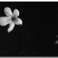 黑白油桐花 - 2