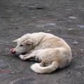 在峇里島遇到的第一隻的狗狗，好悠閒