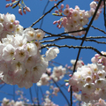 最美的春日時光 - 粉白吉野櫻