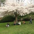 最美的春日時光 - QE Park 4