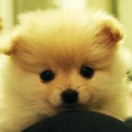 【可愛動物集】－黃金博美犬 ㄚ篤 - 北極熊 臉