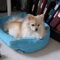 【可愛動物集】－黃金博美犬 ㄚ篤 - 偶睡午覺的小窩