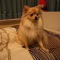 【可愛動物集】－黃金博美犬 ㄚ篤 - 偶跟老爸的床