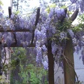 由於海拔較高 花開ㄉ早 這裡ㄉ紫藤已經開ㄉ極盛