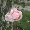 這是我ㄉ最愛 粉粉ㄉ初放玫瑰