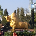 昆明市區充滿力與美ㄉ金牛雕塑 為2009年展開序幕