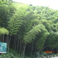 太湖源頭ㄉ翠綠竹林