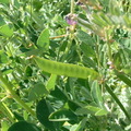 野豌豆