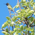 蜂鳥在梨樹上