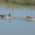 加拿大雁家族 Canada Goose Family