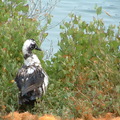 【水岸嬉遊】－ 這隻黑白羽毛相雜的花鴨 悄悄站在岸邊 觀看牠的小孩在湖裡游水