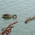 母鴨帶小鴨野鳥湖戲水
遇見其它水鳥