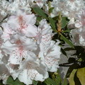 大杜鵑花(Great Rhododendron)