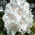 大杜鵑花(Great Rhododendron)