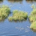 一對野鴨在沼澤戲水