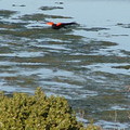 在沼澤上空翱遊的紅肩黑鳥(Red Winged Black Bird)